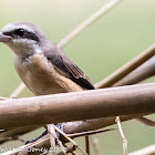 Brown Shrike