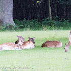 Fallow Deer