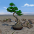 Bonsai 3D Live Wallpaper2.3.4