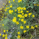 Desert yellow fleabane