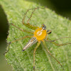 Lynx Spider