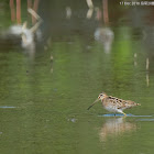 Common Snipe 扇尾沙錐