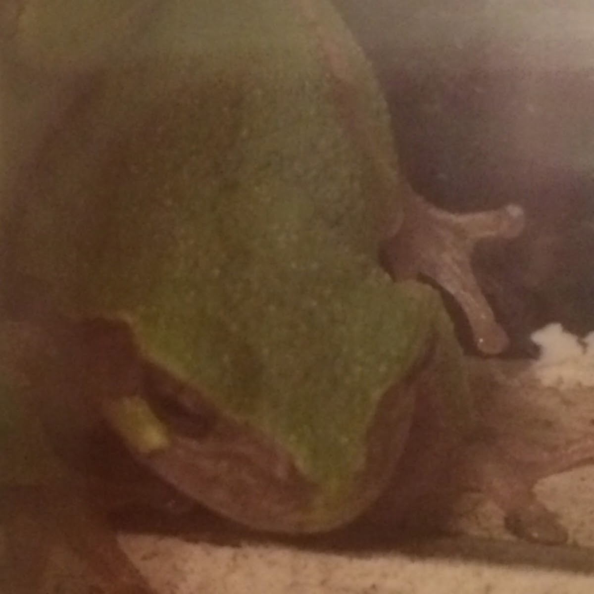 Gray/Cope's Gray Tree Frog