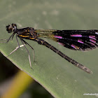 Peacock Jewel