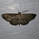 Pine Measuringworm Moth