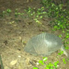 Nine-banded Armadillo