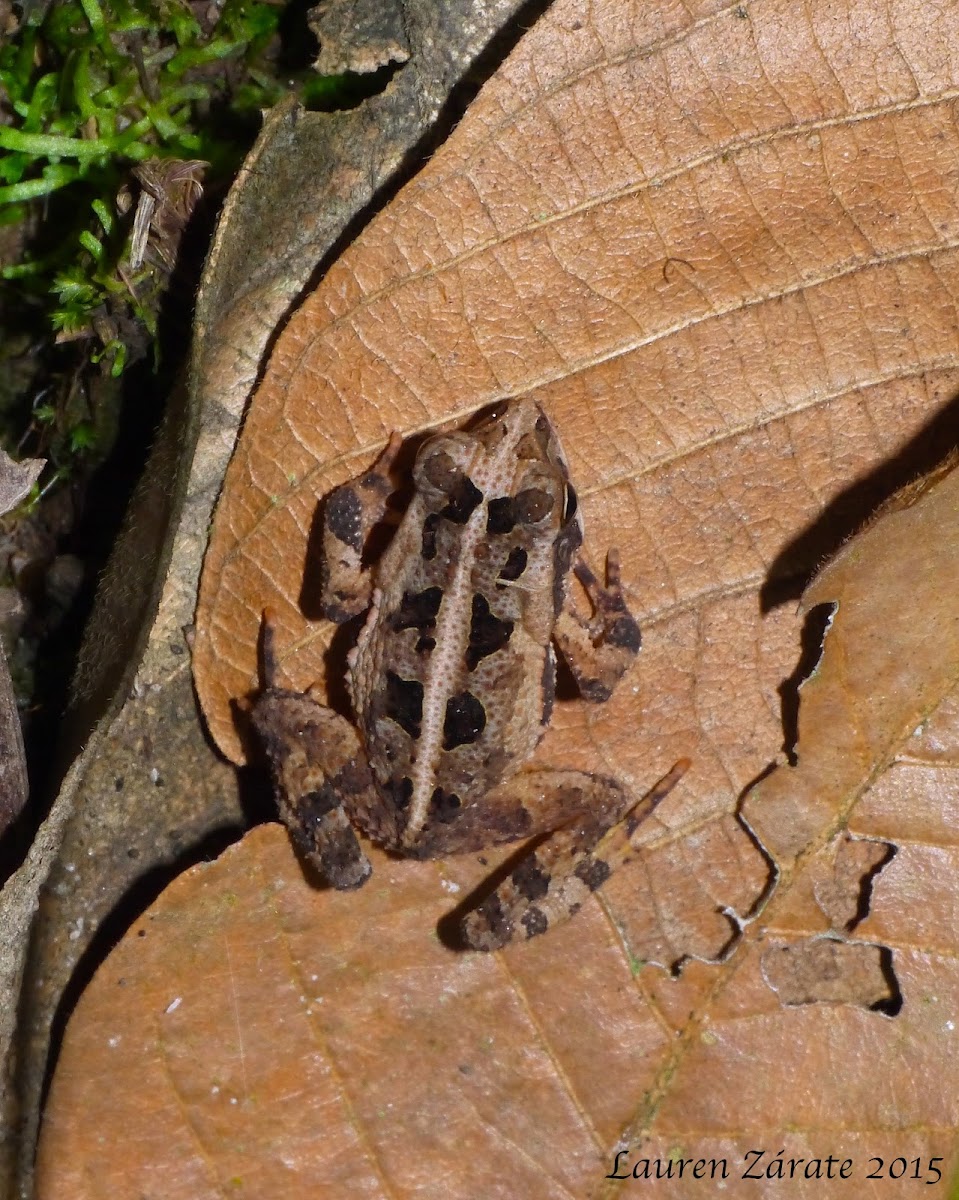Leaf Litter Frog