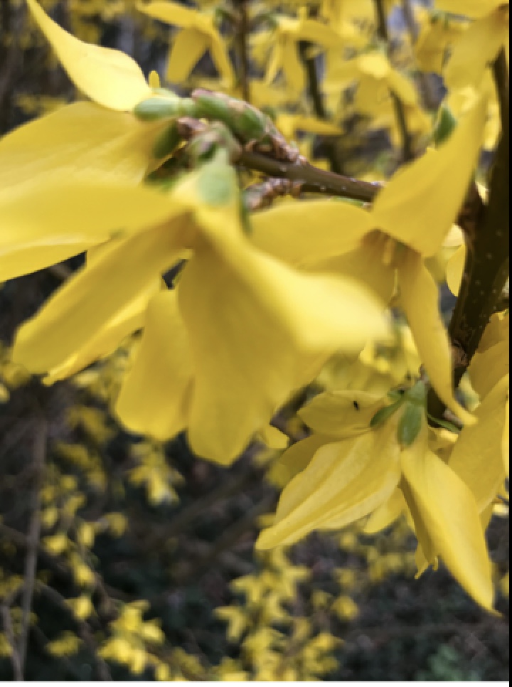 Forsythia