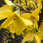 Forsythia