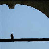 Piccione in piazza San Marco di 