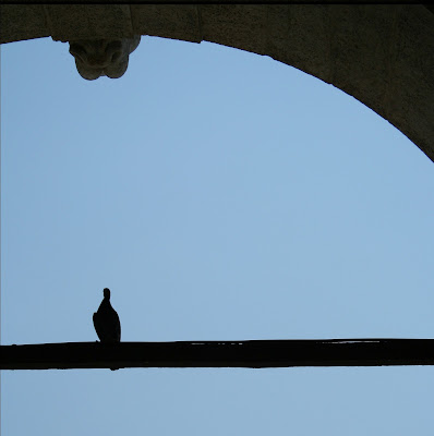 Piccione in piazza San Marco di dona's photography