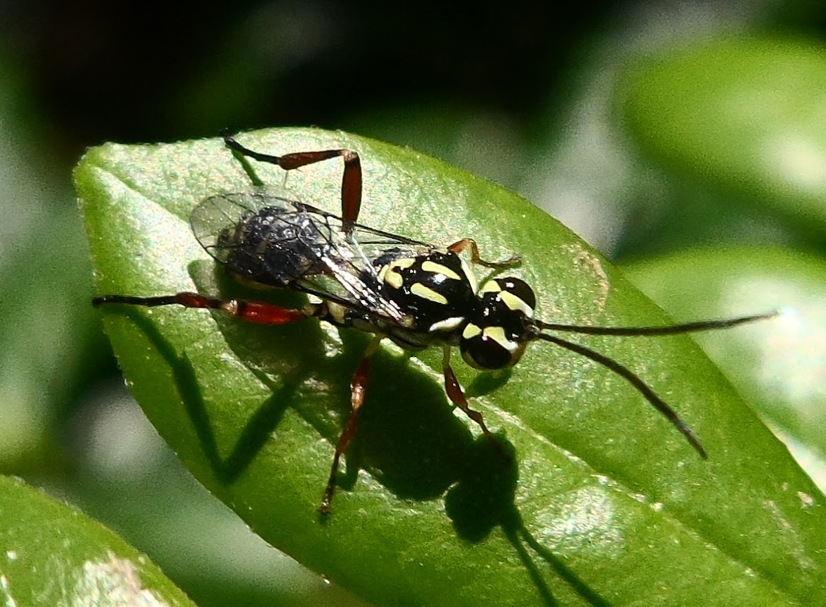 Ichneumon Wasp