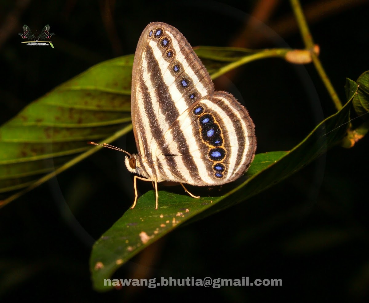 Striped Ringlet