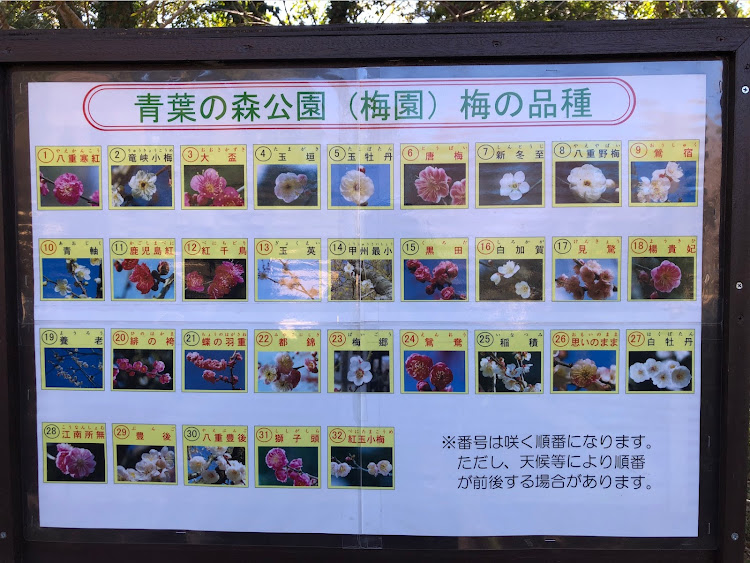 セレナの千葉城(亥鼻城)・青葉の森公園の梅・お城コラボ・ドライブに関するカスタム事例の投稿画像5枚目