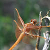 Flame Skimmer