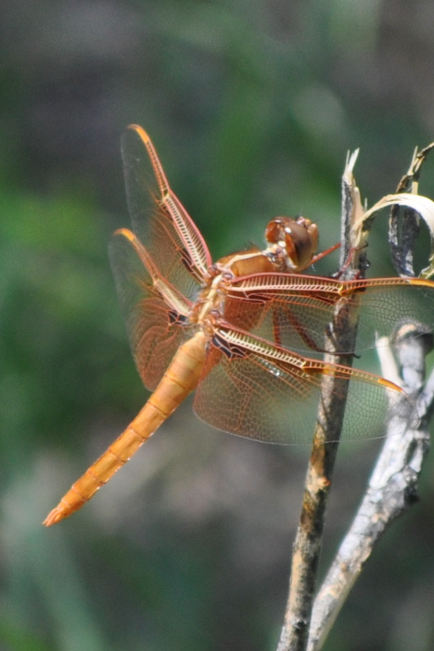 Flame Skimmer