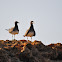 sooty gull