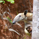 Tamandua