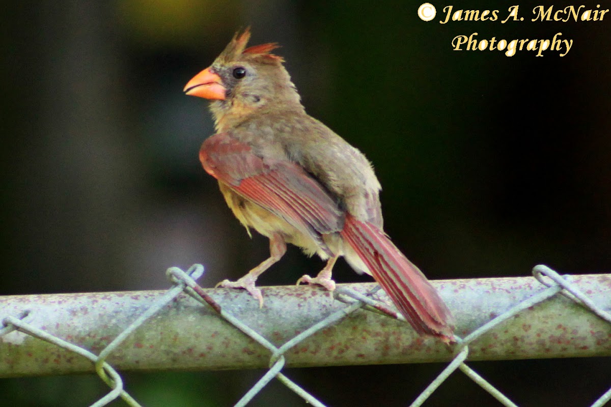 Northern Cardinal (immature)