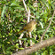 Common Yellowthroat ♀