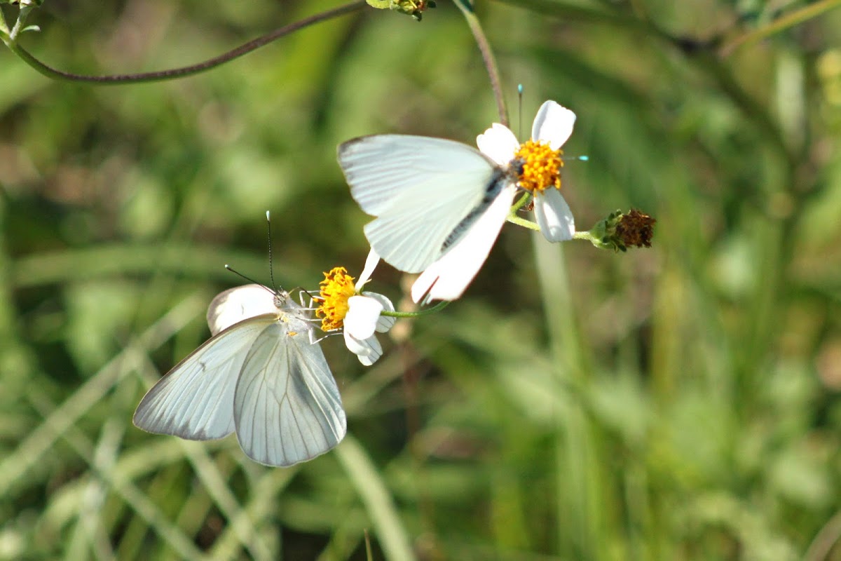 Great Southern White Butterfly