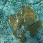 Pillar coral