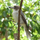 Grey Butcherbird (juvenile)