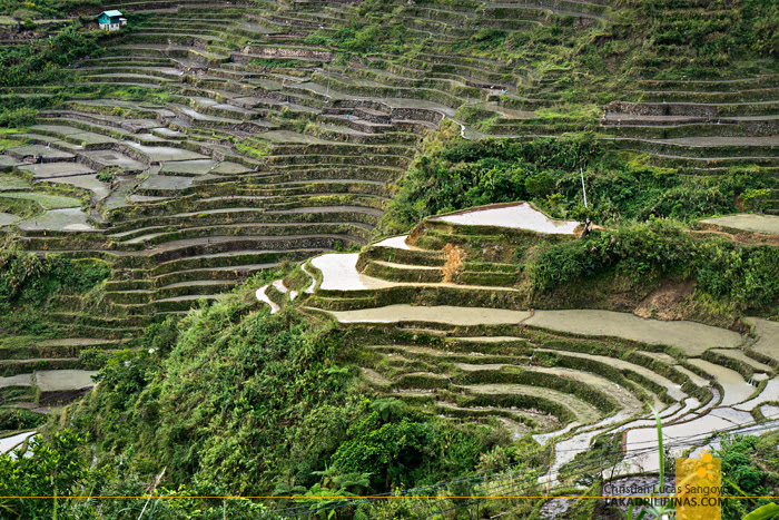 Maligcong Rice Terraces Bontoc Mountain Province