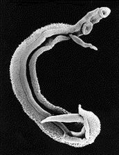Schistosome métely