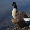 Canada Goose