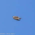 House Martin; Avión Común