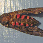 Pink-spotted Hawkmoth