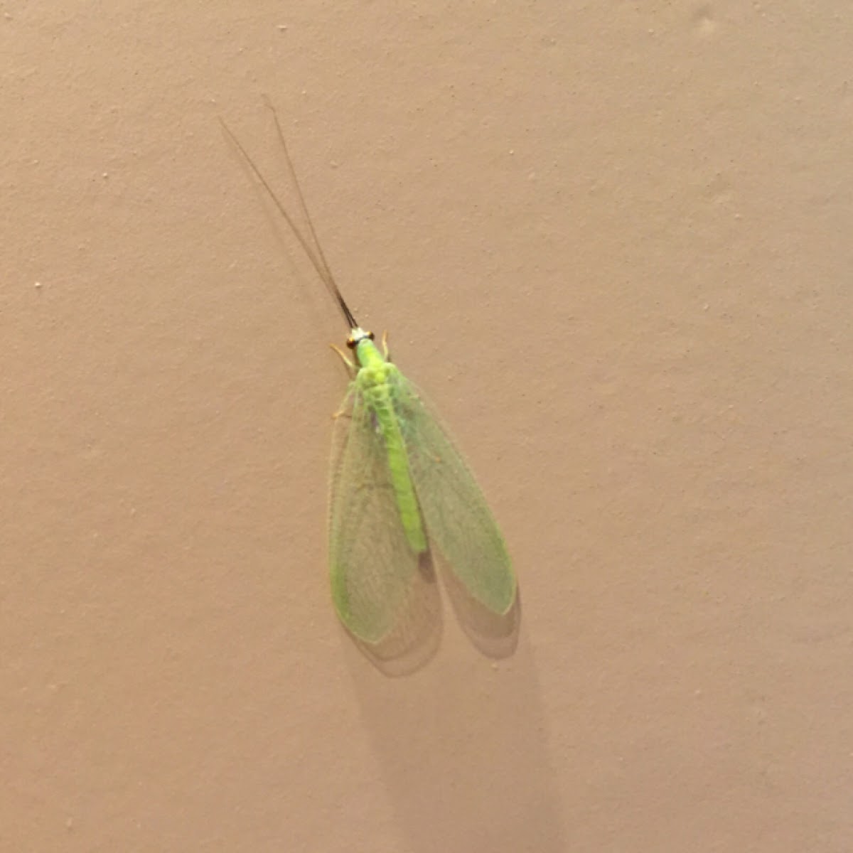 Green lacewing