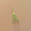 Green lacewing