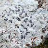 Smoky-eye Boulder Lichen