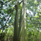 Sacred Maya Ceiba Tree