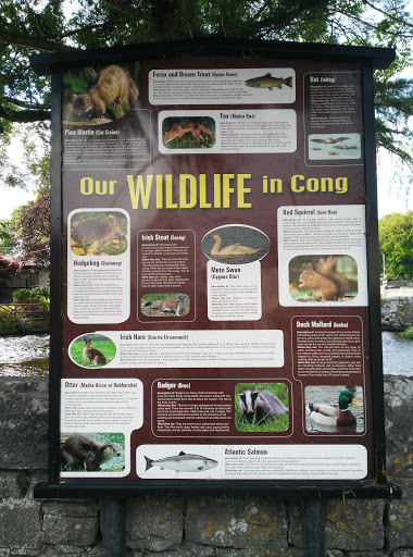 Cong Wildlife Information Board