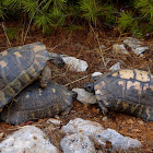 Marginated tortoise (Κρασπεδωτή χελώνα)