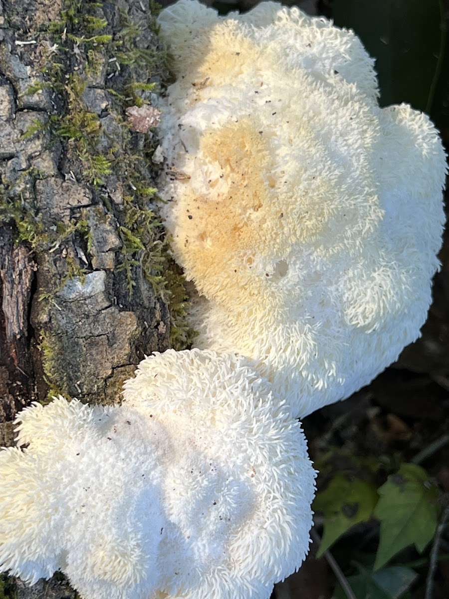 Lions Mane Mushroom