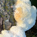 Lions Mane Mushroom