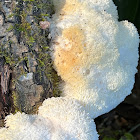 Lions Mane Mushroom