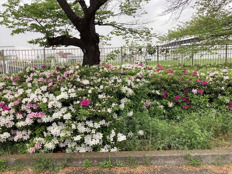 の投稿画像143枚目