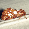 Silver-spotted Fern Moth