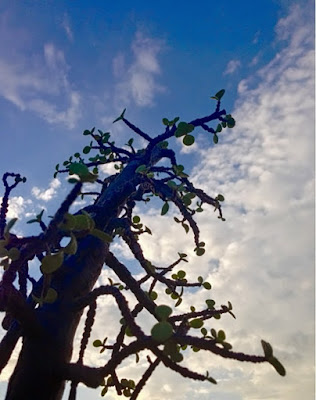 Il silenzio della natura porta lo sguardo al cielo di Silvia Pennisi