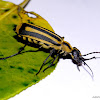 Blister Beetle