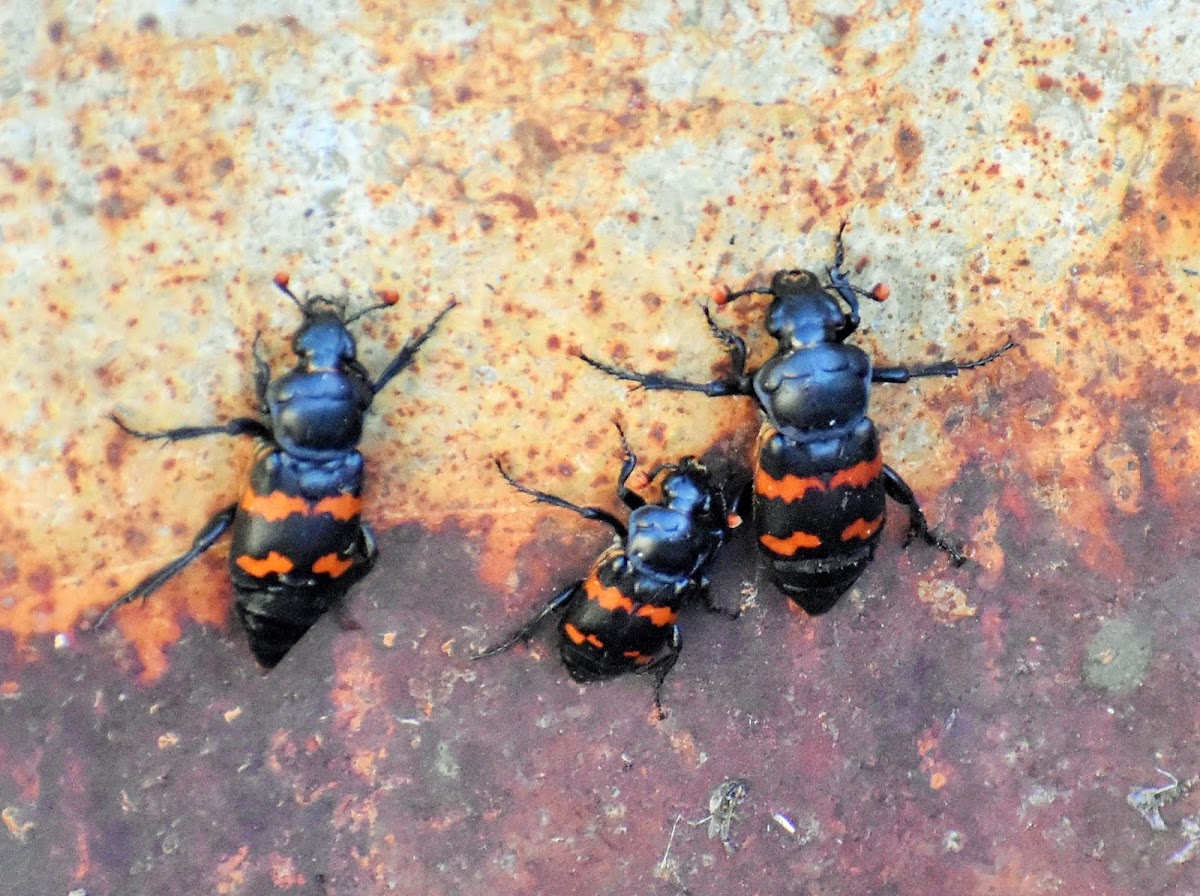 Margined Burying Beetle