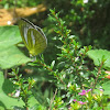 Lesser Gull Butterfly