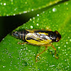 Leafhopper