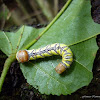 Notodontid Moth