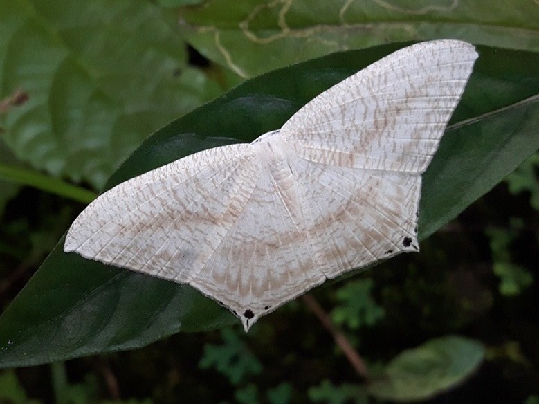 Micronia Moth